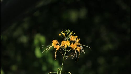 有关宏观, 植物群, 特写的免费素材视频