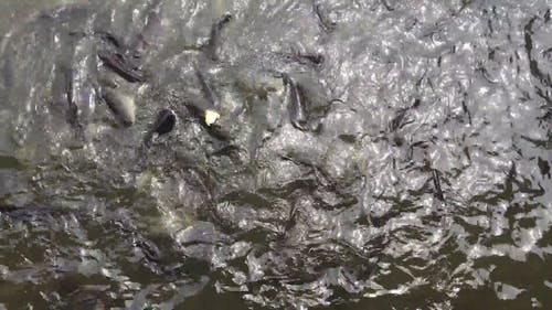 有关动物, 户外, 水的免费素材视频