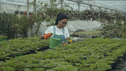 有关人, 修剪花草, 园艺家的免费素材视频