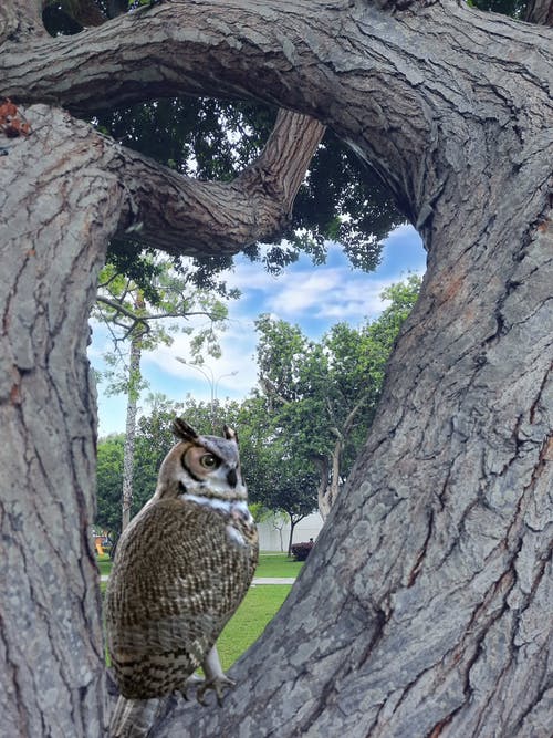 有关动物, 垂直视频, 栖息的免费素材视频