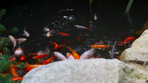 有关动物镜头, 和平的, 岩石的免费素材视频