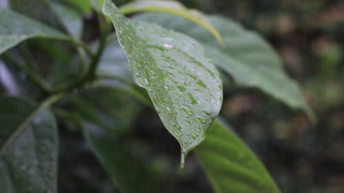 有关下雨, 宏观, 树叶的免费素材视频