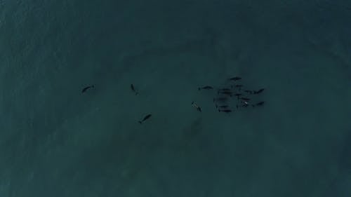 有关动物, 土耳其蓝, 天性的免费素材视频