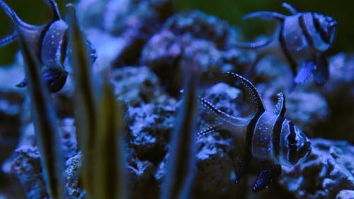 有关水下, 水下摄影, 海洋动物的免费素材视频