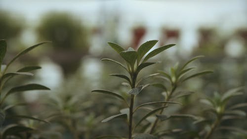 有关室内, 林场, 植物的免费素材视频