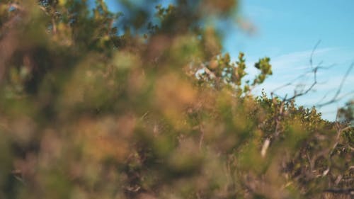 有关天性, 平移拍摄, 户外的免费素材视频