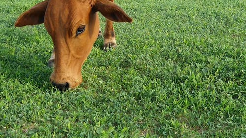 有关动物养殖, 奶牛, 家畜的免费素材视频
