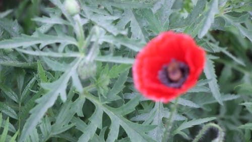 有关天性, 户外, 授粉的免费素材视频