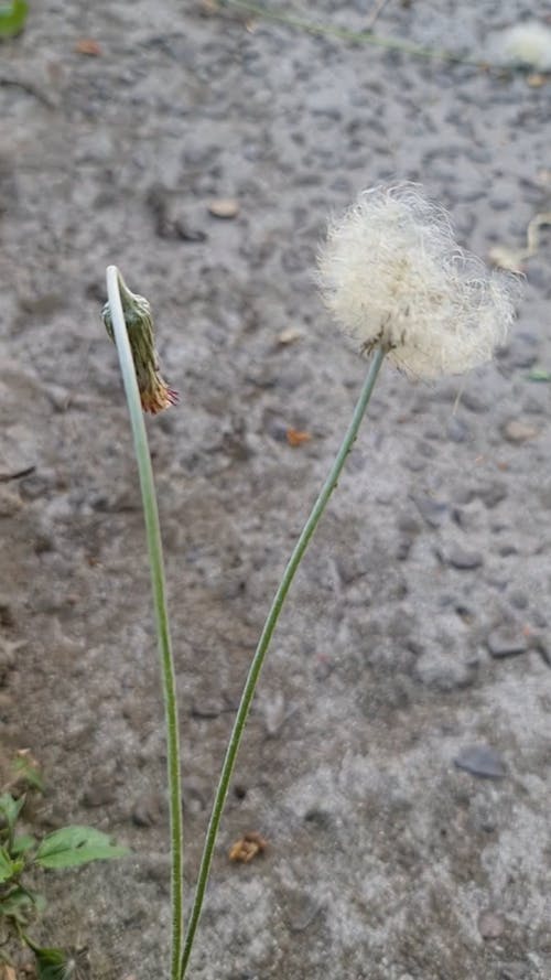 有关天性, 宏观, 工厂的免费素材视频