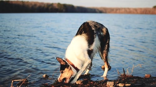 有关使, 国内, 宠物的免费素材视频