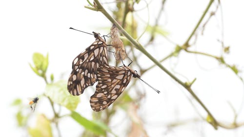 有关天性, 干, 户外的免费素材视频