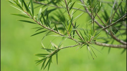 有关relògiodanatureza, 分支机构, 和平的免费素材视频