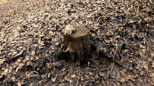 有关动物, 坐, 小的免费素材视频