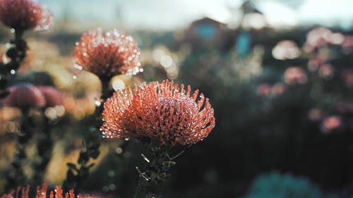 有关微距拍摄, 户外, 模糊的背景的免费素材视频