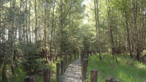 有关人行道, 夏天, 天性的免费素材视频