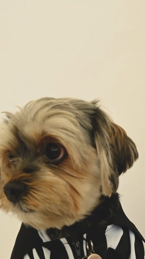 有关可爱, 垂直视频, 家畜的免费素材视频