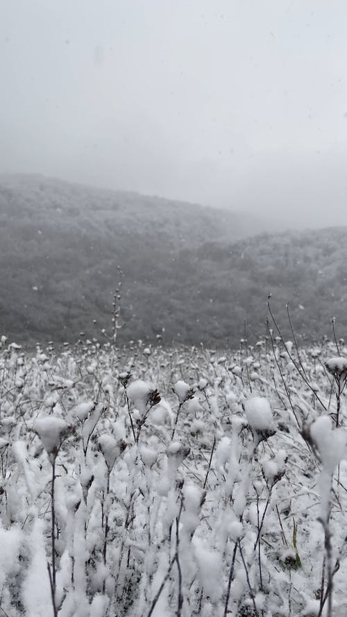 有关下雪, 冬季, 冷的免费素材视频