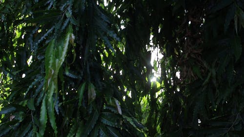 有关分支机构, 天性, 户外的免费素材视频