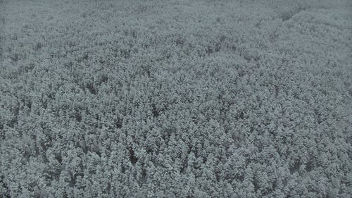 有关冬季, 天气, 松树的免费素材视频