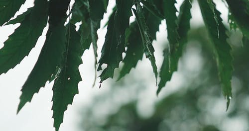 有关天性, 新鲜, 模糊的免费素材视频