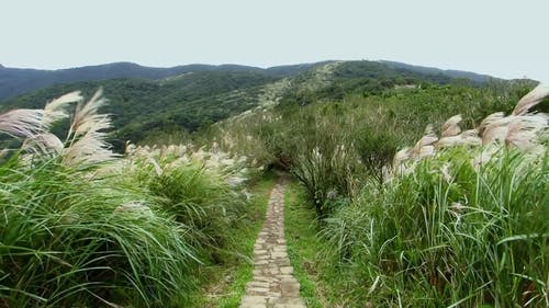 有关冷静, 和平的, 增长的免费素材视频