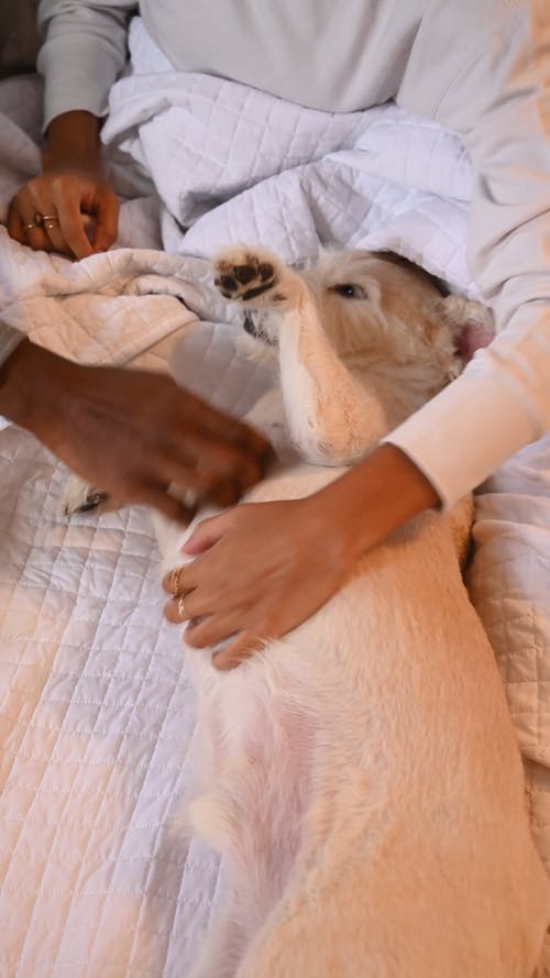 有关一对, 动物, 坐的免费素材视频