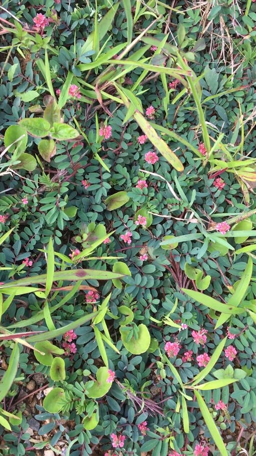 有关花, 草, 观点看法的免费素材视频