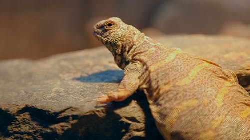 有关伪装, 相机对焦, 蜥蜴的免费素材视频
