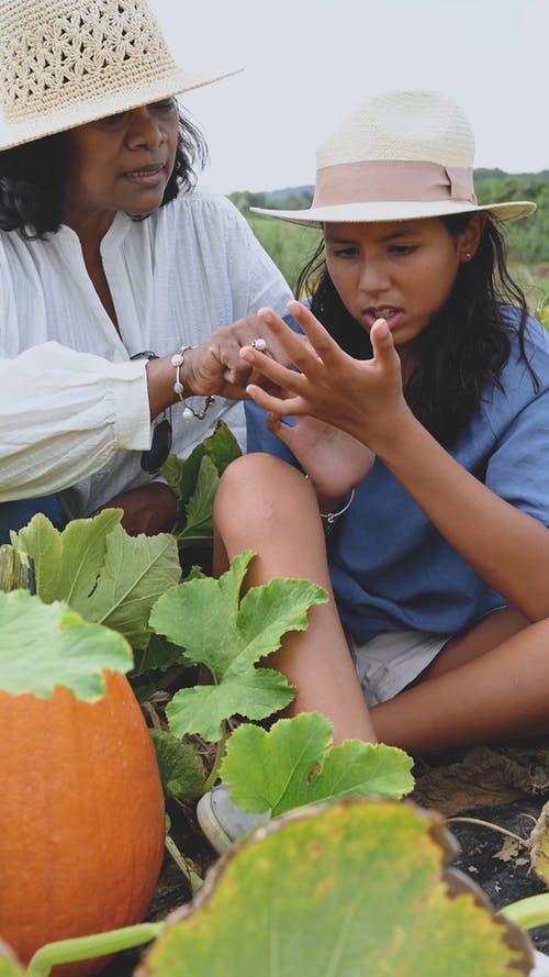 妇女从南瓜植物发痒 · 免费素材视频