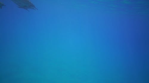 有关动物, 在水下, 海的免费素材视频