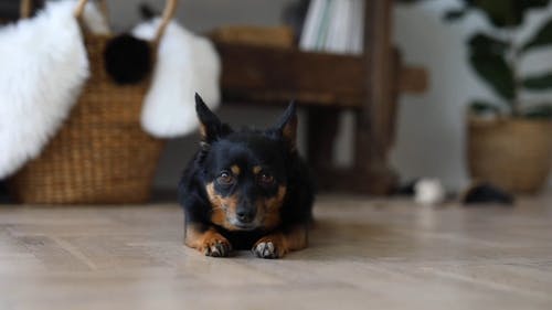 有关动物, 在地上, 宠物的免费素材视频