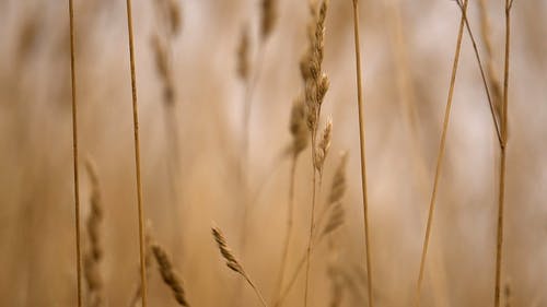 有关大麦, 小麦, 工厂的免费素材视频