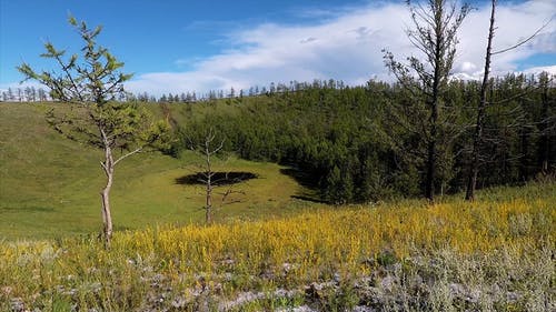有关天性, 树木, 无人机的免费素材视频
