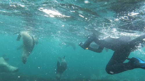有关免费潜水, 冒险, 动物的免费素材视频