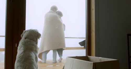 有关一对, 动物, 吠的免费素材视频