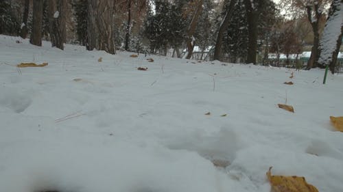 有关下雪的天气, 冰, 冷的免费素材视频