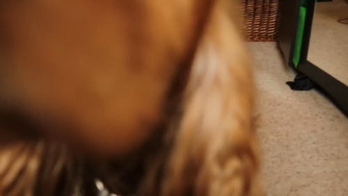 有关人类最好的朋友, 可爱, 可爱的的免费素材视频