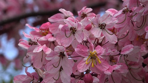 有关4k视频, naature, 植物群的免费素材视频