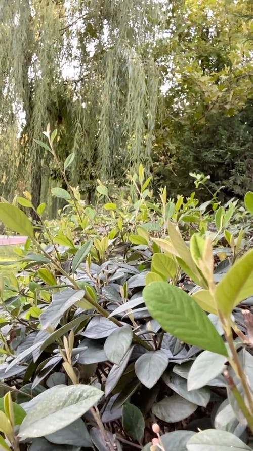 有关垂直视频, 慢动作, 慢动作的免费素材视频