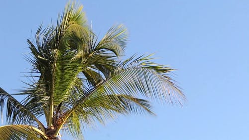有关低角度拍摄, 晴朗的天空, 棕榈树的免费素材视频