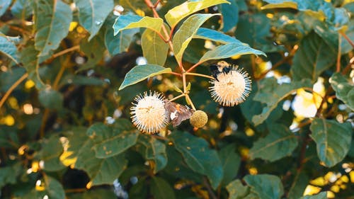 有关buttonbush, 合作关系, 天性的免费素材视频