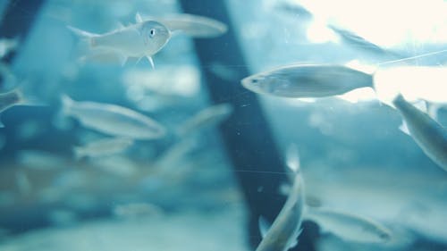 有关水下, 海洋, 海洋动物的免费素材视频