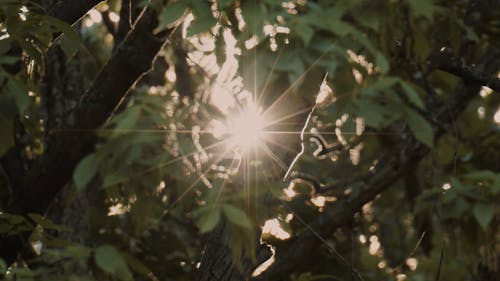 有关天性, 太阳光线, 户外的免费素材视频