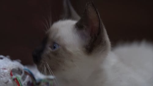 有关动物, 在地上, 室内的免费素材视频