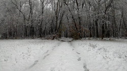 有关下雪, 下雪的, 冬季的免费素材视频