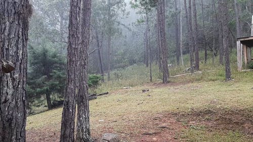 有关下雨天, 原本, 多雨的的免费素材视频