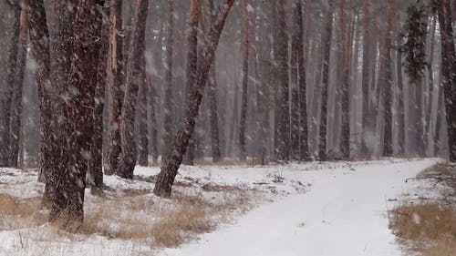 有关大雪, 寒冷的天气, 户外的免费素材视频