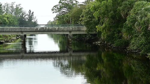 有关反射, 丛林, 外观的免费素材视频