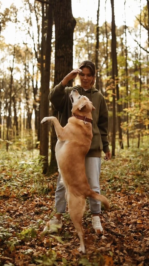 有关下落, 公园, 动物的免费素材视频