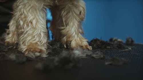 有关剃刀, 剪发, 可爱的的免费素材视频